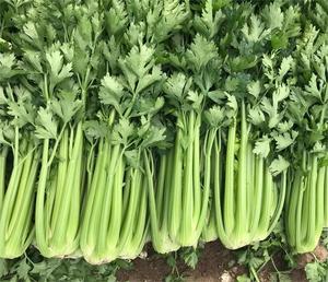 Mới được thu hoạch tươi nhà máy cần tây giá thấp cần tây rau xanh cần tây - Product Image 6