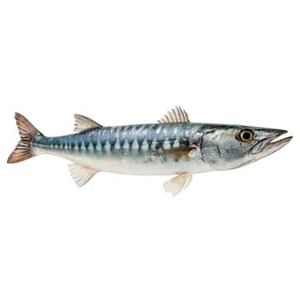 Porciones de Barracuda sin Espinas, Capturadas en el Siluro, Premium, al por Mayor, Alto en Proteínas, Bajo en Carbohidratos, para Servicios de Alimentación HoReCa - Product Image 3