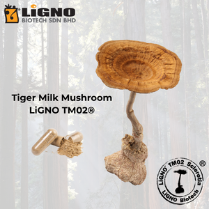 ผงสารสกัดเห็ดนมเสือ LiGNO TM02 แบบมาตรฐาน ได้รับการรับรองฮาลาลและโคเชอร์ เกรดอาหารเพื่อสุขภาพ ผู้ผลิตแบบ OEM ODM - Product Image 1