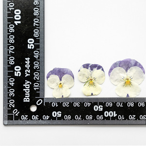Viola del pensiero fiori secchi naturali fiori secchi decorazione del viso in rilievo, occhi angolo adesivi, segnalibri - Product Image 3