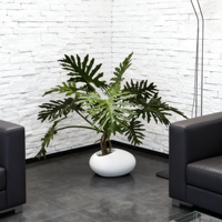 Plantes artificielles en pot Philodendron au design moderne personnalisé, toucher réaliste, très réaliste, décoration d'intérieur