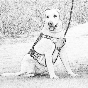 <span class=keywords><strong>Minerva</strong></span> Diseñador Patrón personalizado Entrenamiento táctico resistente Alta calidad Impresión personalizada Correas <span class=keywords><strong>de</strong></span> nylon Arnés duradero para perros - Product Image 1