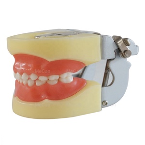 <strong>Dental</strong> Orthodontic Typodont Model Teeth Educational <strong>Dental</strong> Study Model - Product Image 4