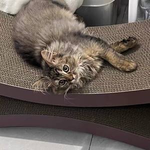 Pour <span class=keywords><strong>Amazon</strong></span> chat en forme de 8 planche à gratter moderne Durable chat nid Chaise Longue beau Internet célébrité arbre à chat - Product Image 2