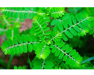 Extracto Natural de Phyllanthi Urinariae (Chanca Piedra) para el Apoyo Renal, 10:1 - Product Image 4