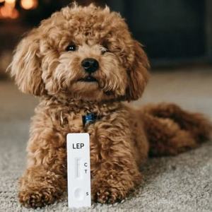 Lepto Ab <span class=keywords><strong>test</strong></span> fabrieks prijs diergeneeskundige huisdier testkits Canine Leptospirosis antilichaam snelle <span class=keywords><strong>test</strong></span> Lepto Ab met hoge gevoeligheid - Product Image 3