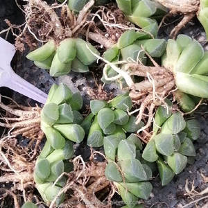 Commercio all'ingrosso di <span class=keywords><strong>piante</strong></span> succulente da interno <span class=keywords><strong>piante</strong></span> ornamentali <span class=keywords><strong>Haworthia</strong></span> - Product Image 6