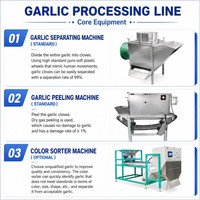 Ligne de production complète entièrement automatique pour l'épluchage des gousses d'ail avec chaîne entraînée