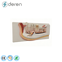 Modèle de mandibule avec nerfs dentaires et vaisseaux sanguins, modèle d'anatomie dentaire mobile pour la formation médicale