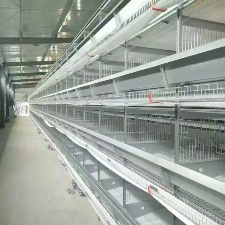 New design automatic poultry for layer\/hen\/egg chicken cages in breeding base