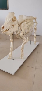 Modelo de <span class=keywords><strong>esqueleto</strong></span> de <span class=keywords><strong>cerdo</strong></span> Modelo anatómico animal Modelo de <span class=keywords><strong>esqueleto</strong></span> animal de tamaño natural - Product Image 2