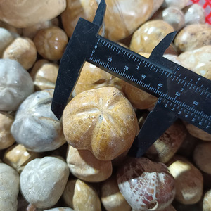 Hóa Thạch Nhím Biển Tự Nhiên 3-6 Cm Mẫu Vật Nhím Biển Pha Lê Trang Trí Để Sưu Tập Đá & Trang Trí Nhà Cửa - Product Image 2