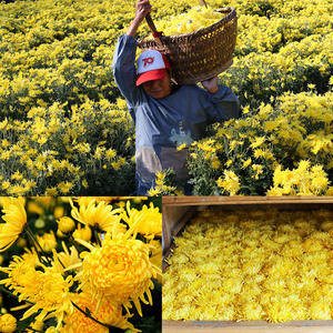 Crisantemo dorato crudo dimagrante tisana alla rinfusa speciale grande fiore giallo all'ingrosso Hotel <span class=keywords><strong>casa</strong></span> da tè Huangshan fonte fabbrica - Product Image 2