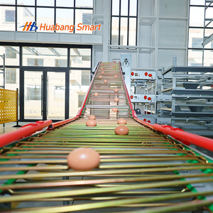 全自动H型层式电池笼系统热镀锌喂食饮水清洁集蛋家禽养殖场设备 - Product Image 3