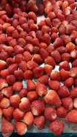 Échantillon gratuit nouvelle saison fraises congelées IQF en vrac pour la vente en gros et au détail