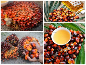 Tự động 500 kg/giờ dầu cọ Máy ép điều kiện mới nhà Máy Giá cọ trái cây Máy chế biến dầu - Product Image 6