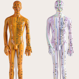 53 सेमी मानव शरीर एक्यूपंक्चर मॉडल, चीनी दवा शिक्षण एक्यूपॉइंट मेनेक्विन दबाव बिंदु एक्यूपंक्चर मॉडल - Product Image 2