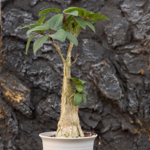 [<span class=keywords><strong>Ficus</strong></span> Palmeri] Figuier de Roche Caudex, Plante Succulente, Plante Rare Résistante à la Sécheresse, Type <span class=keywords><strong>Cactus</strong></span>, Spécimen de Bonsaï Exotique du Désert - Product Image 3