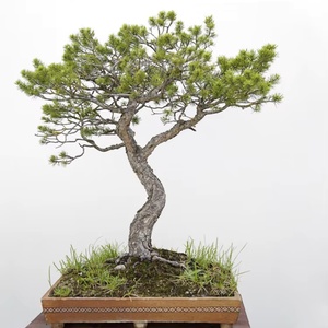 Excelente Idea de Regalo: Kit de Cultivo de Bonsái de Arce Amarillo Japonés para Oficina con Maceta y Tapete para Plantas de Interior, Kit para Niños - Product Image 4