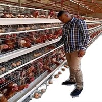 Cage pour poulets 150 poulets, cages à poules pondeuses automatiques galvanisées d'occasion à vendre, garantie 1 an, longue durée de vie
