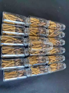 Nấm Cordyceps Sinensis (Nấm bướu) nguyên cây, nấm Cordyceps Wilde, nấm Cordyceps Sinensis dạng bào tử - Product Image 6