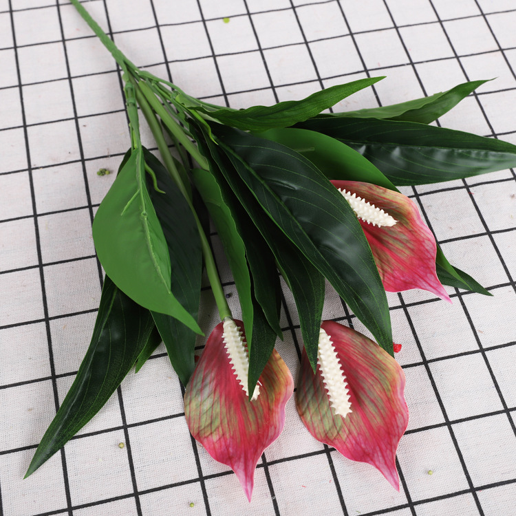 Lys de la paix à 3 fleurs [rose foncé]