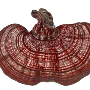 Заводская поставка, лидер продаж, экстракт <span class=keywords><strong>Ganoderma</strong></span> lucidum, порошок, экстракт <span class=keywords><strong>Ganoderma</strong></span> lucidum, пептид ганодермы - Product Image 2