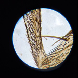 40-1600 배 더블 레이어 모바일 플랫폼과 C-104 LCD 강사 현미경 생물학 실험실 현미경 - Product Image 3