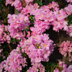 Crape Myrtle flores de seda Bougainvillea venta al por mayor de flores artificiales para Casa Fiesta <span class=keywords><strong>Photostudio</strong></span> Decoración - Product Image 4