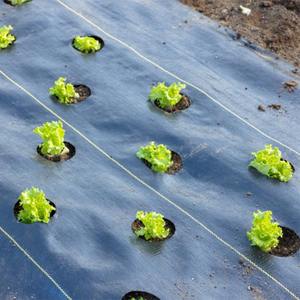 Telo Pacciamante Agricolo in PP Biodegradabile <span class=keywords><strong>per</strong></span> il Controllo delle Erbe Infestanti, Tessuto Non Tessuto con Servizio di Taglio - Product Image 2