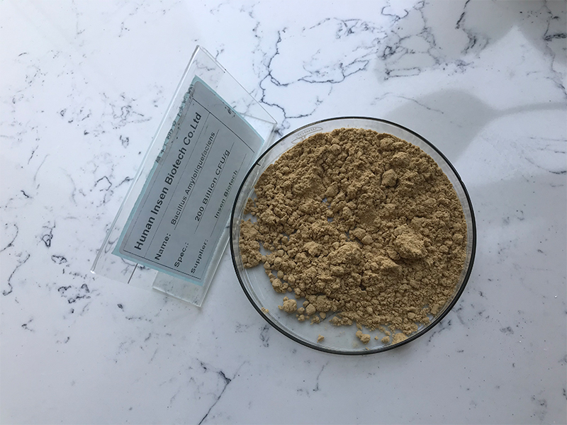 bacillus subtilis bacteria spores