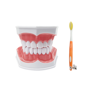 Modèle d'enseignement de dentisterie anatomique de la bouche entière, en plastique, avec dents amovibles, pour la pratique de la brosse à dents et la démonstration du soin interdentaire - Product Image 1