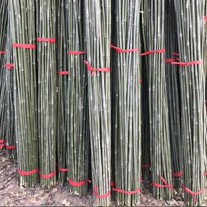 Petits piquets en bambou fins de 1,2 m pour le soutien des haricots, des concombres et des jeunes pousses de légumes dans le jardin - Product Image 3