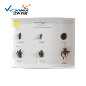 Fournisseur direct d'échantillons d'insectes séchés de six espèces ; aides pédagogiques de biologie pour les écoles primaires et secondaires. - Product Image 5