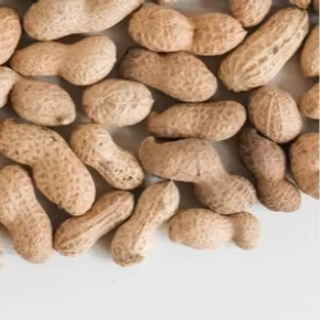 Chất lượng cao xuất khẩu lớp rang đậu phộng khô lạc Snack thực phẩm bơ đậu phộng sản xuất nguyên liệu chế biến số lượng lớn Nhà cung cấp - Product Image 5