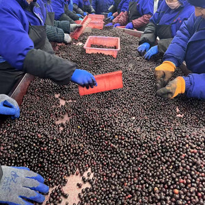 Buah besar panen organik segar beku liar blueberry bergizi siap dikirim untuk pengecer - Product Image 4