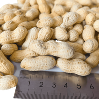Kacang Tanah Panggang Kering Rasa Kenari Cina Terlaris dalam Kemasan Vakum Kecil Harga Grosir Kompetitif