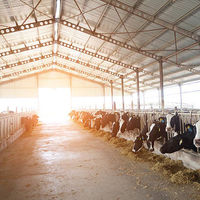 Bâtiment d'élevage avicole en structure métallique de qualité supérieure pour une utilisation efficace et durable