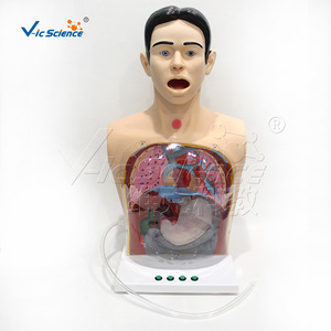 Modèle avancé d'entraînement en soins infirmiers de base, modèle pédagogique médical humain - Product Image 3