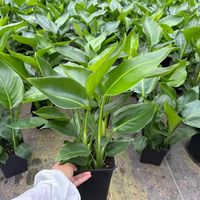Strelitzia Nicolai Oiseau de paradis, Variétés mixtes, Tailles variées, Tropicale, Intérieur/Extérieur, Écologique, Faite à la main, Cérémonie de remise des diplômes