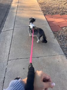 狗皮带舒适的灰色衬垫手柄1/2英寸重型高反射绳360旋转挂钩，用于步行跑步促销 - Product Image 5