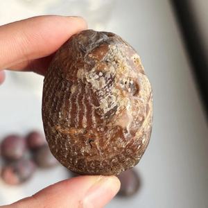 Coquilles de coquillages fossiles naturelles jadeifiées en gros pour la décoration de jardin, la décoration intérieure, les cadeaux et les projets de bricolage - Product Image 6