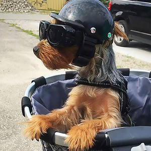 새로운 애완 동물 헬멧-개와 고양이를위한 오토바이 안전 모자-애완 동물 액세서리 및 장난감-도매 공장 직매 - Product Image 2