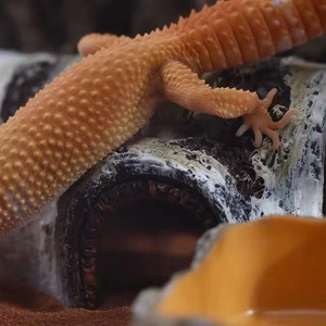 Barbarous BG Tăng Trưởng HMDB-001 Bán Buôn Cảnh Quan Thiết Kế Nhựa Bò Sát Tránh Mặt Trời Sân Thượng Nhựa Betula Ẩn Hang Động - Product Image 4