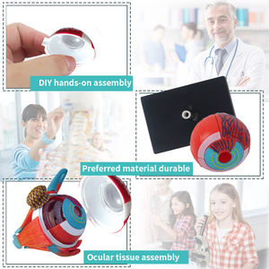 शीर्ष बिकने वाली मानव अंग शिक्षा किट 4 डी आईबॉल संरचना सीखने की किट बच्चों के लिए मानव शरीर विज्ञान खिलौने - Product Image 6