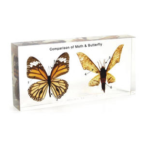 Gelsonlab HSBS-048 Espécimen de Centípedo y Milipede, Espécimen Biológico Encapsulado - Product Image 2