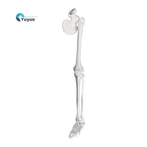 Modelo completo de huesos <span class=keywords><strong>del</strong></span> extremidad inferior izquierda con cadera, pelvis, fémur, tibia, fibula y hueso <span class=keywords><strong>del</strong></span> pie, <span class=keywords><strong>esqueleto</strong></span> anatómico para enseñanza. - Product Image 1