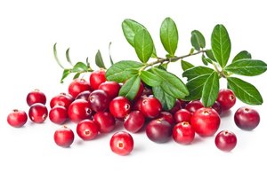 Thực phẩm <span class=keywords><strong>Cranberry</strong></span> trái cây chiết xuất bột 25% <span class=keywords><strong>anthocyanidins</strong></span> Chất lượng cao chiết xuất thảo dược Vitamin C Hoang Dã phát triển tối thiểu 1kg - Product Image 4