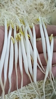 Máquina para Germinar Brotes de Frijol Shandong Kefa, Comercial, Sin Aditivos, para Agua Pura, Automática, con Alto Rendimiento