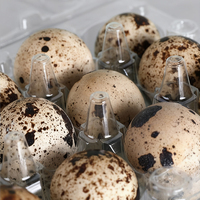 Fabricant d'emballage d'oeufs de caille transparent de ferme de supermarché Bac à oeufs de caille en plastique de qualité supérieure avec 12 trous